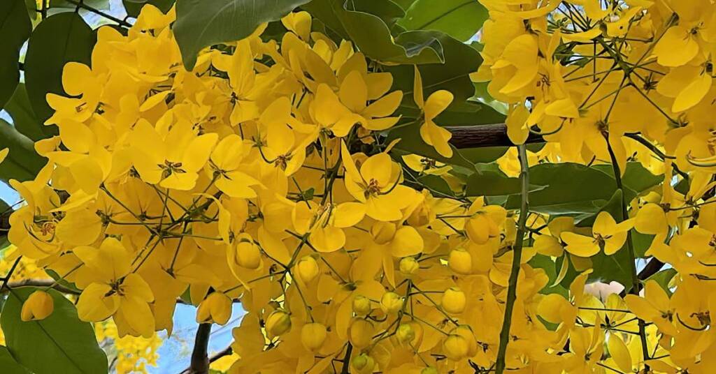 Golden Shower Tree (Cassia fistula), Alice Springs, NT