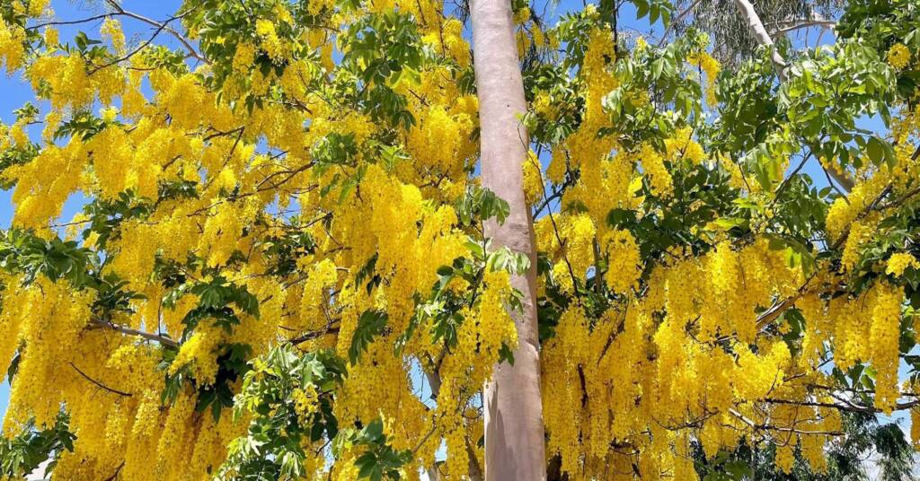 Golden Shower Tree (Cassia fistula), Alice Springs, NT