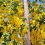 Golden Shower Tree (Cassia fistula), Alice Springs, NT