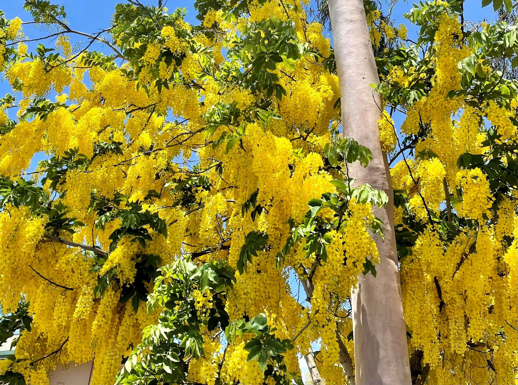 Golden Shower Tree (Cassia fistula), Alice Springs, NT