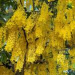 Golden Shower Tree (Cassia fistula), Alice Springs, NT