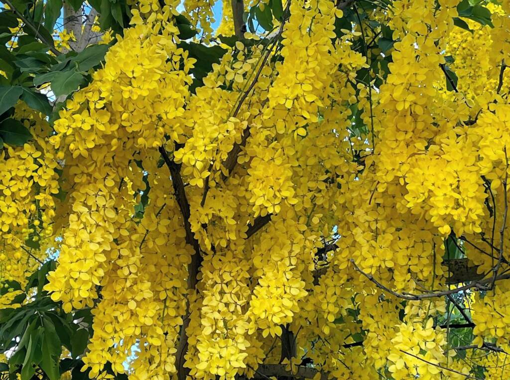Golden Shower Tree (Cassia fistula), Alice Springs, NT