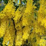 Golden Shower Tree (Cassia fistula), Alice Springs, NT
