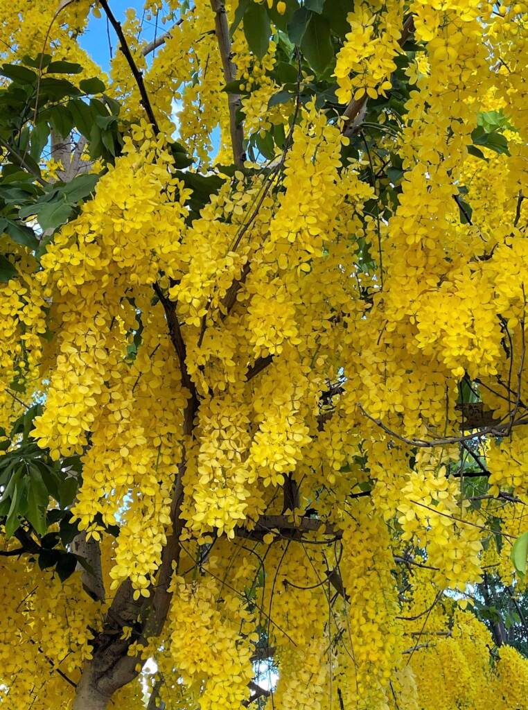 Golden Shower Tree (Cassia fistula), Alice Springs, NT