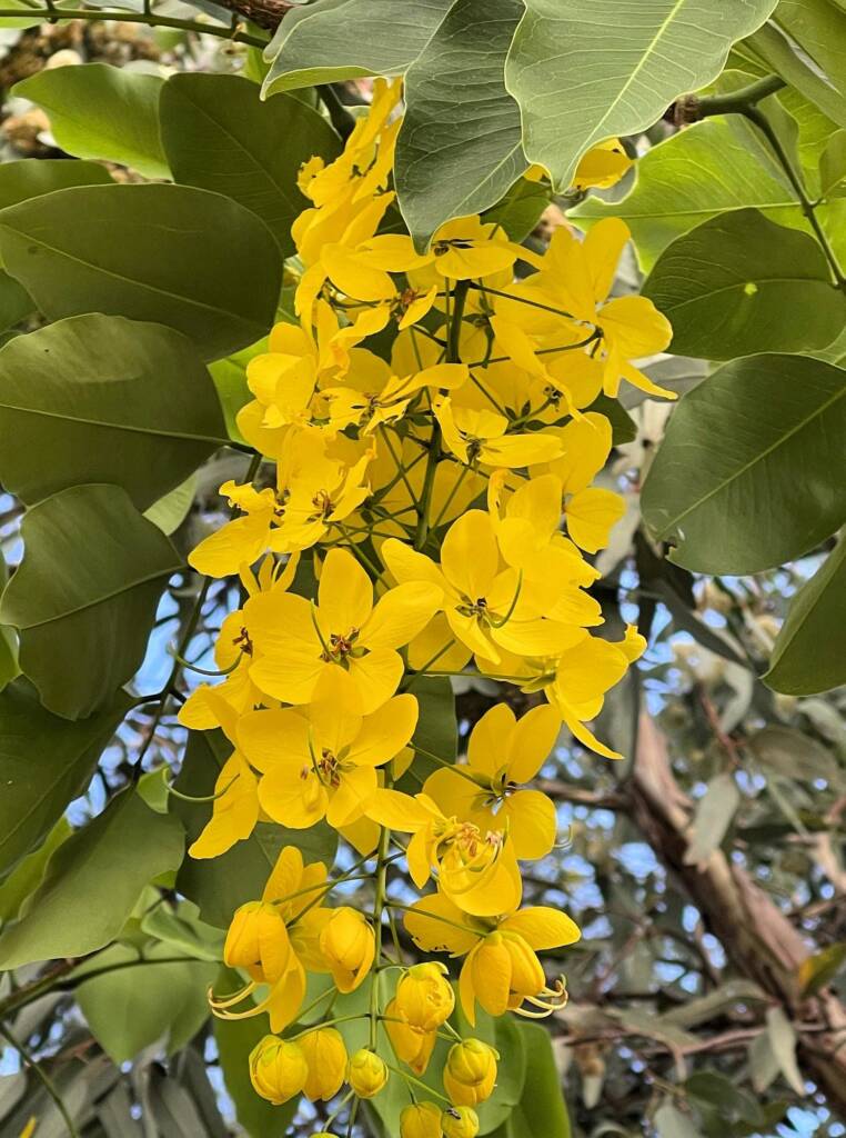 Golden Shower Tree (Cassia fistula), Alice Springs, NT