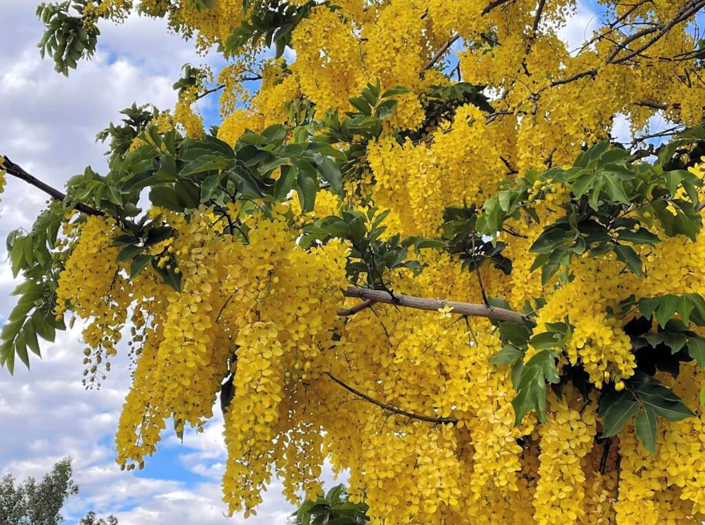 Golden Shower Tree (Cassia fistula), Alice Springs, NT