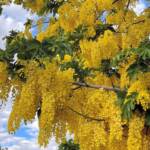 Golden Shower Tree (Cassia fistula), Alice Springs, NT