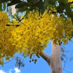 Golden Shower Tree (Cassia fistula), Alice Springs, NT