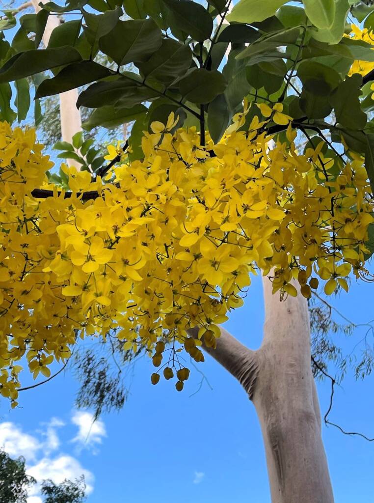 Golden Shower Tree (Cassia fistula), Alice Springs, NT