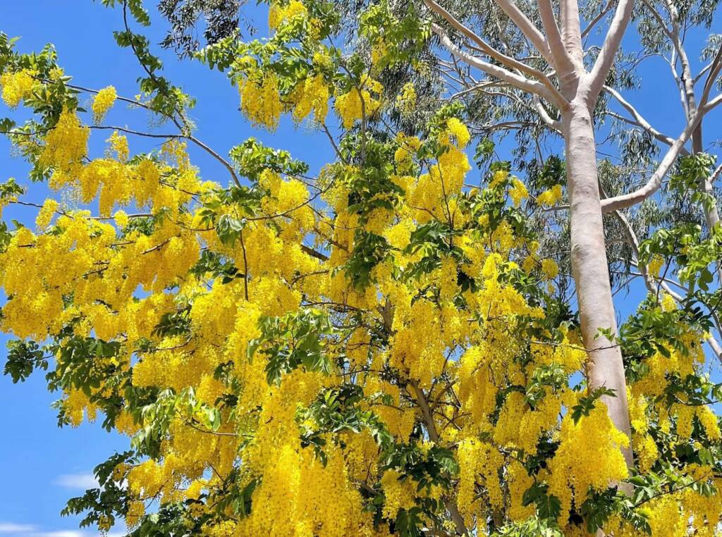 Golden Shower Tree (Cassia fistula), Alice Springs, NT
