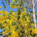 Golden Shower Tree (Cassia fistula), Alice Springs, NT