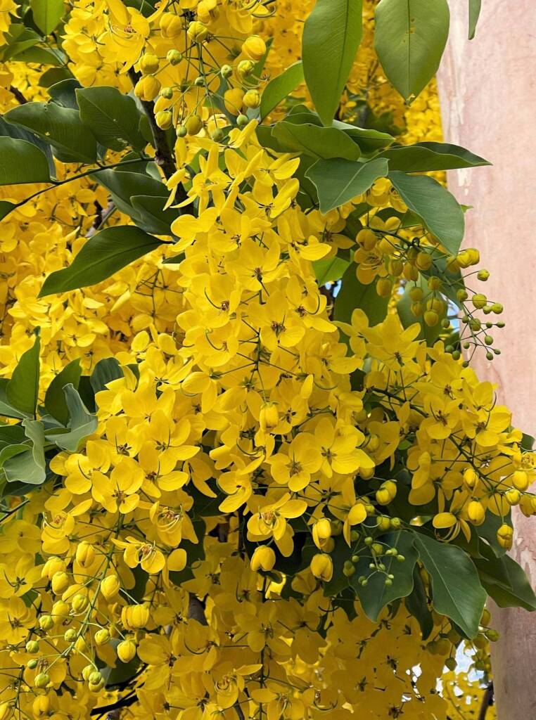 Golden Shower Tree (Cassia fistula), Alice Springs, NT