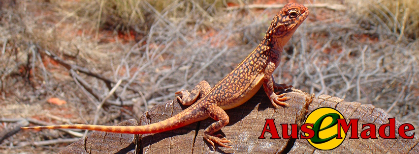 Ausemade Facebook (Timeline) - Central Netted Dragon at Uluru-Kata Tjuta National Park