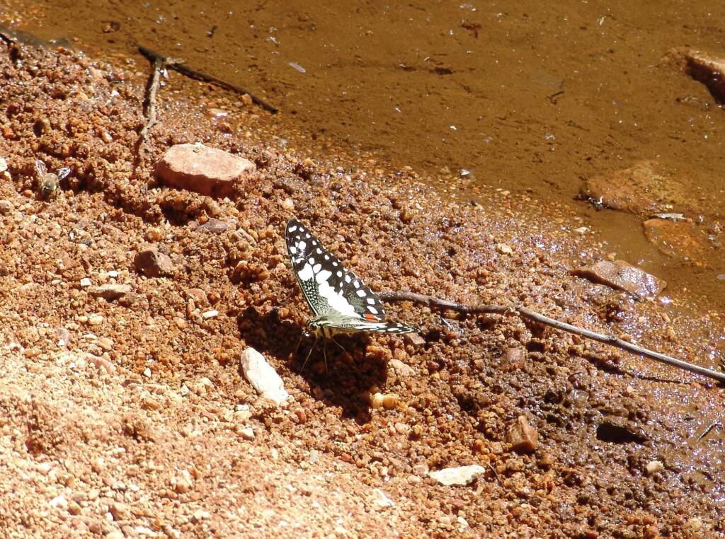 Chequered Swallowtail Butterfly (Papilio demoleus sthenelus)