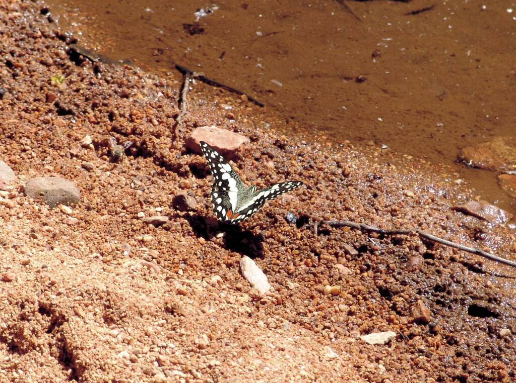 Chequered Swallowtail Butterfly (Papilio demoleus sthenelus)