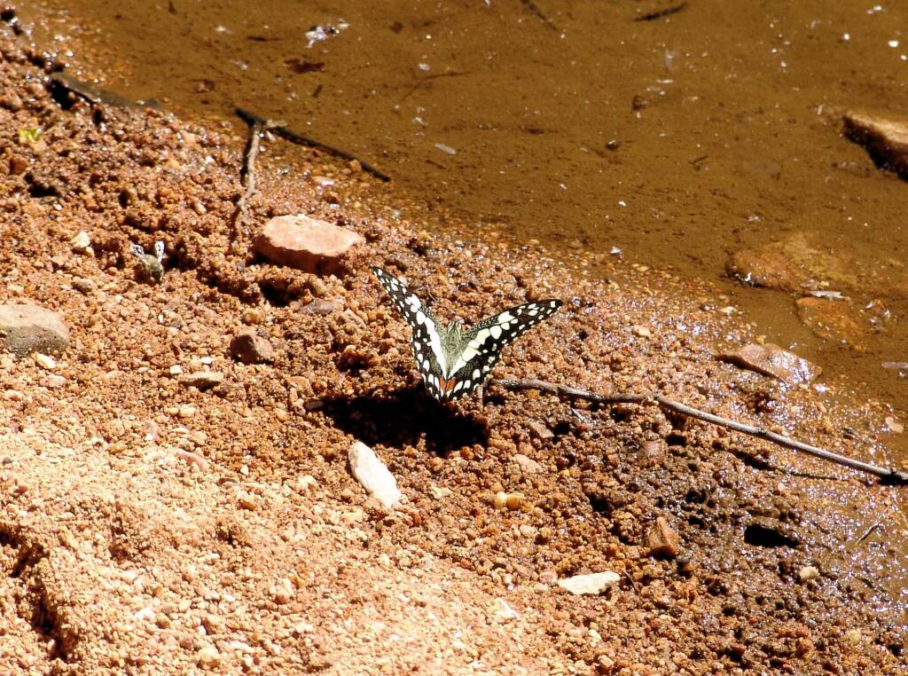 Chequered Swallowtail Butterfly (Papilio demoleus sthenelus)