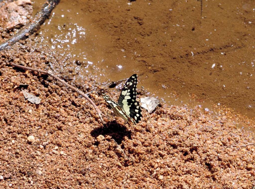 Chequered Swallowtail Butterfly (Papilio demoleus sthenelus)