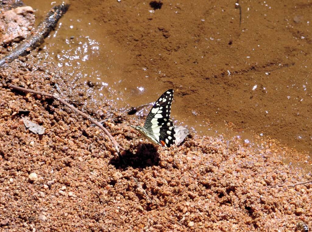 Chequered Swallowtail Butterfly (Papilio demoleus sthenelus)