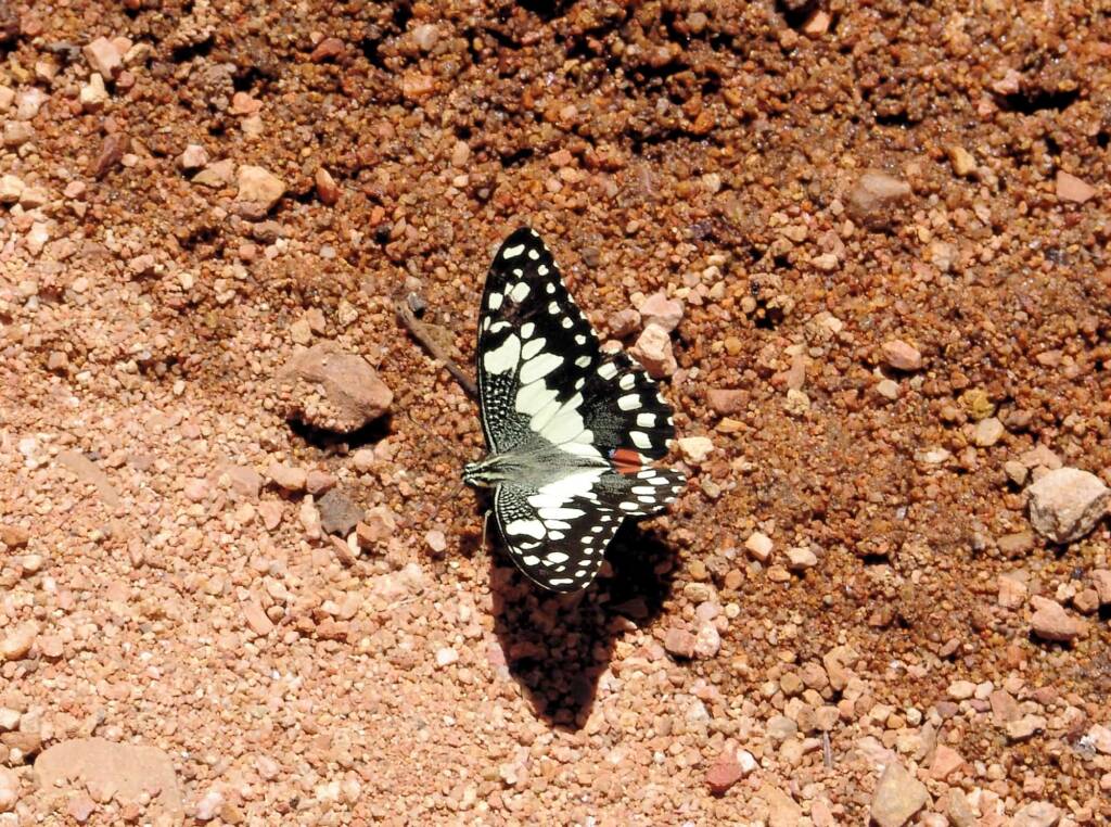 Chequered Swallowtail Butterfly (Papilio demoleus sthenelus)