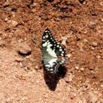 Chequered Swallowtail Butterfly (Papilio demoleus sthenelus)