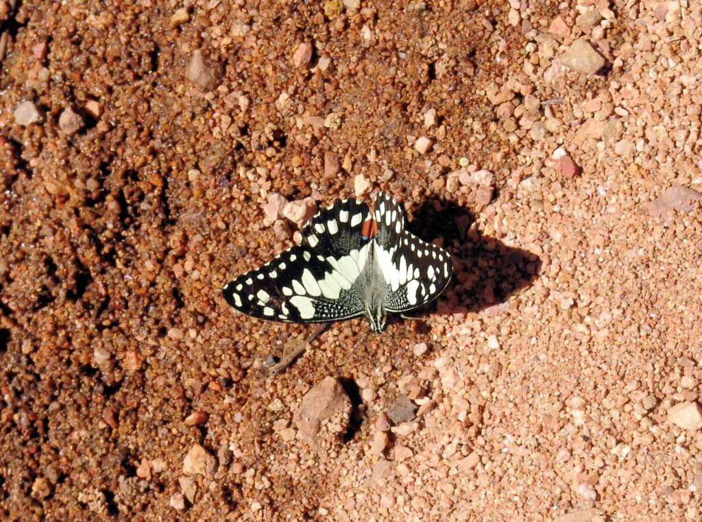 Chequered Swallowtail Butterfly (Papilio demoleus sthenelus)