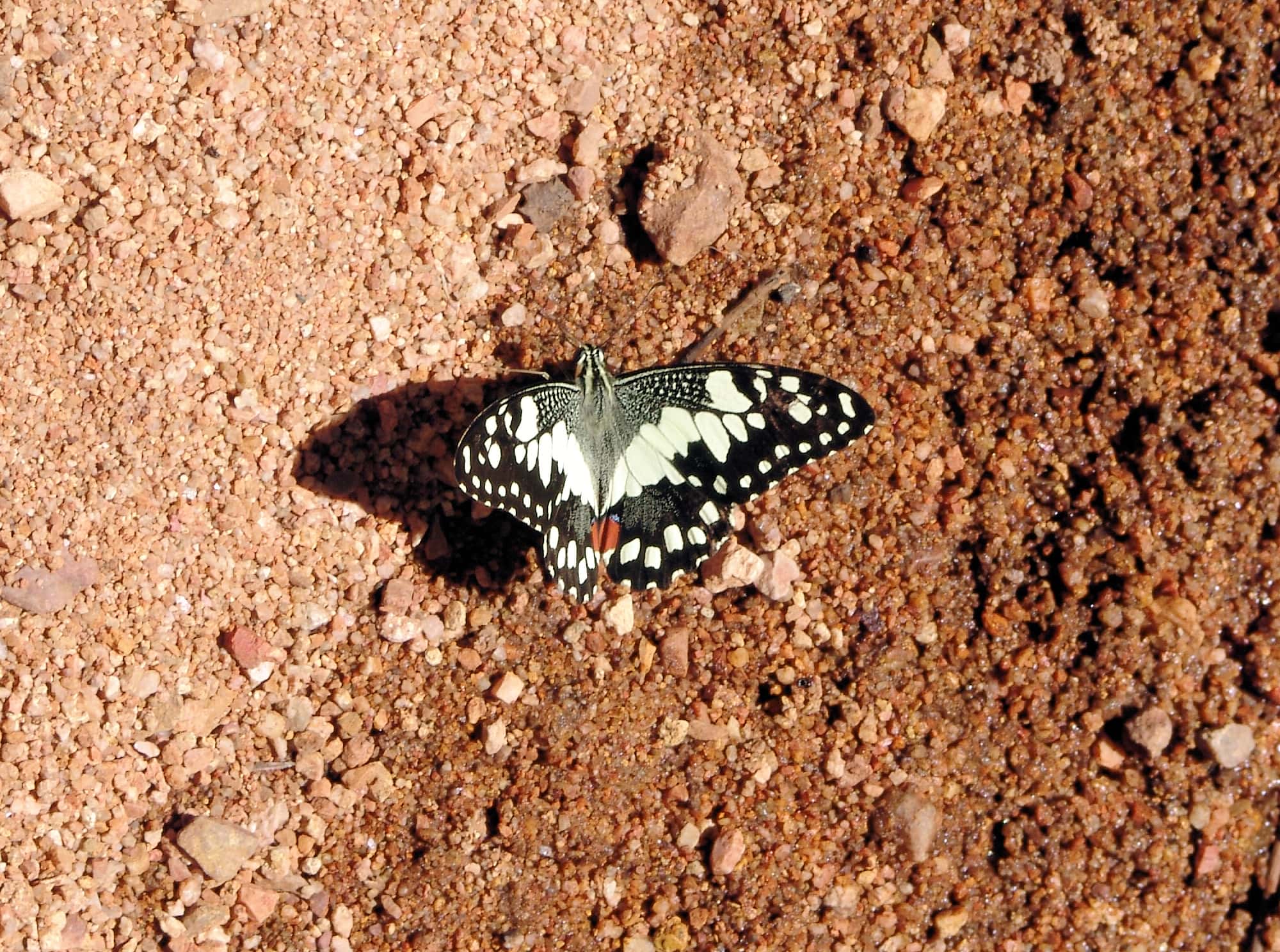 Chequered Swallowtail Butterfly (Papilio demoleus sthenelus)