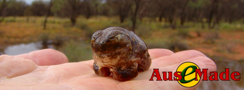 Ausemade Facebook (Timeline) - Desert Trilling Frog (Neobatrachus centralis) at the Ilparpa Claypans