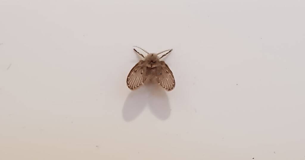 Drain Fly (Clogmia albipunctata)