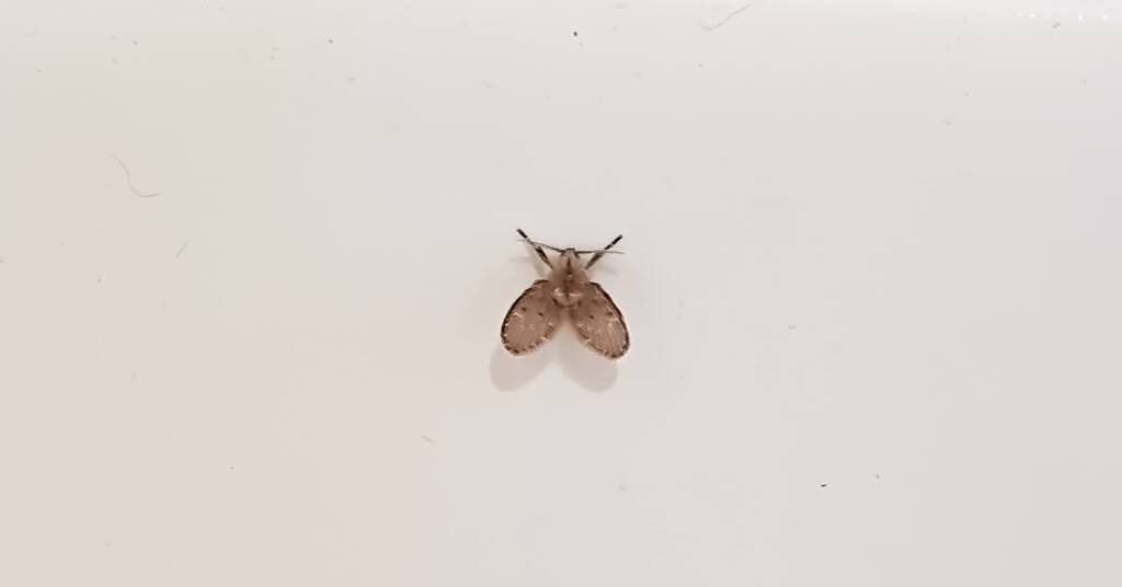 Drain Fly (Clogmia albipunctata)