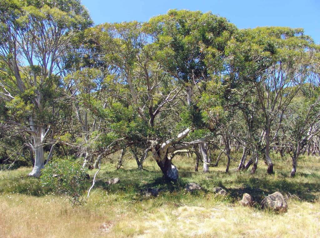 Australian Snow Gums (Eucalyptus pauciflora), Dinner Plain, VIC