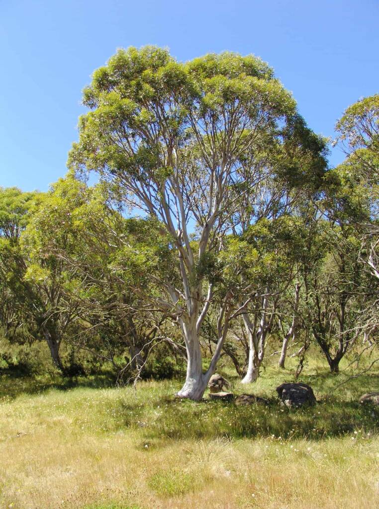 Australian Snow Gums (Eucalyptus pauciflora), Dinner Plain, VIC