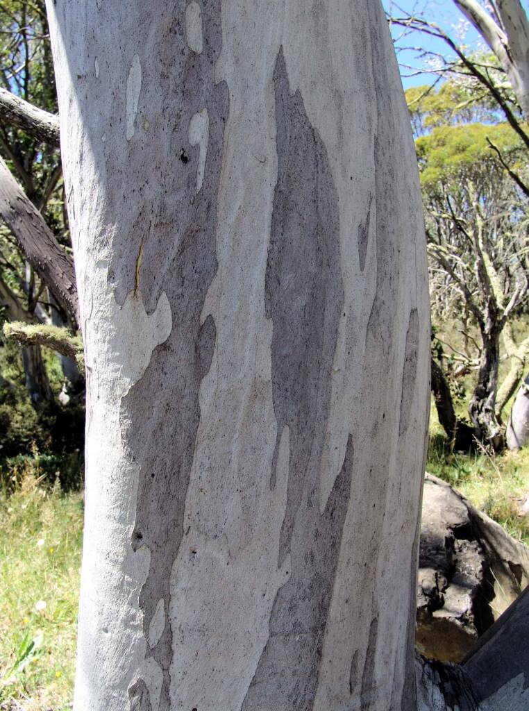 Australian Snow Gums (Eucalyptus pauciflora), Dinner Plain, VIC