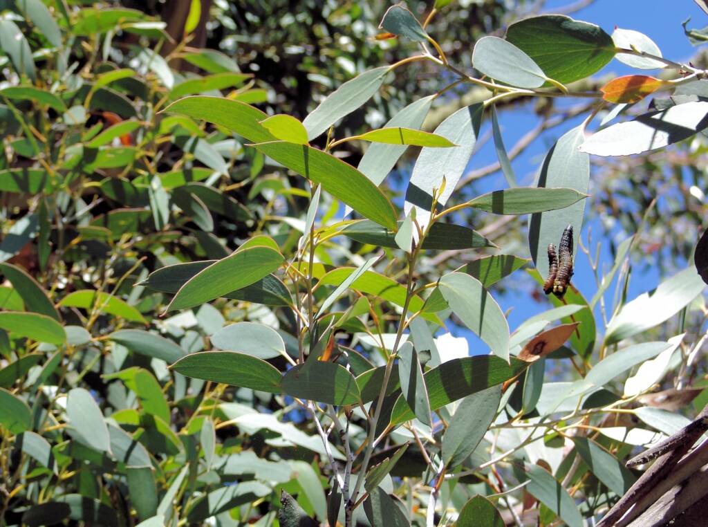 Australian Snow Gums (Eucalyptus pauciflora), Dinner Plain, VIC