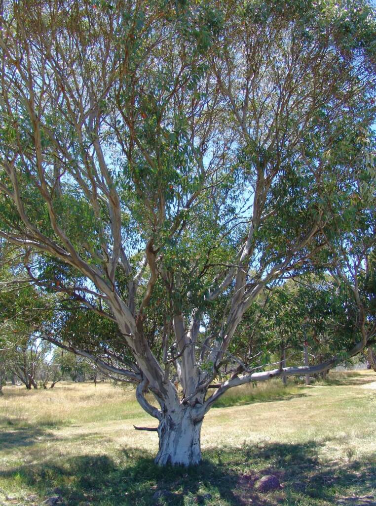 Australian Snow Gums (Eucalyptus pauciflora), Dinner Plain, VIC