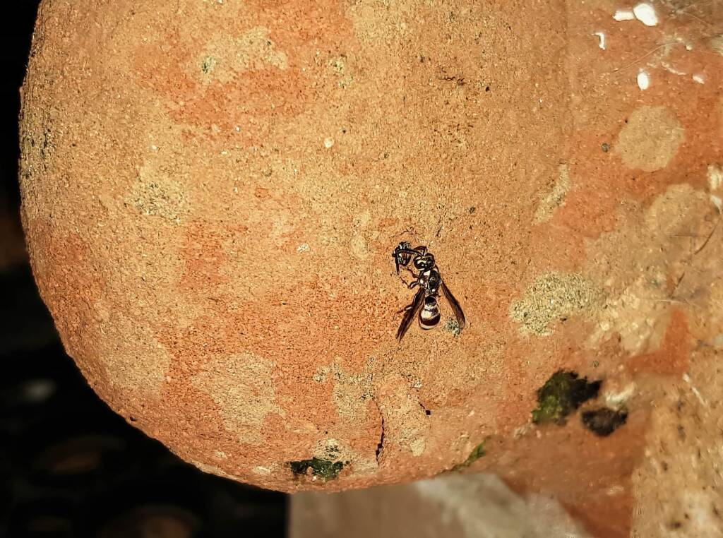 Eumeninae sp, Alice Springs, NT