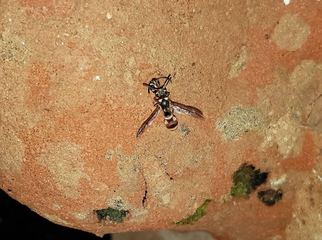 Eumeninae sp, Alice Springs, NT