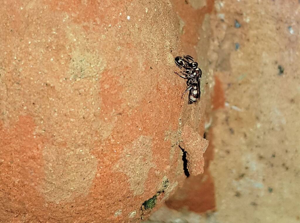Eumeninae sp, Alice Springs, NT