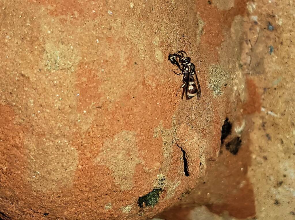 Eumeninae sp, Alice Springs, NT