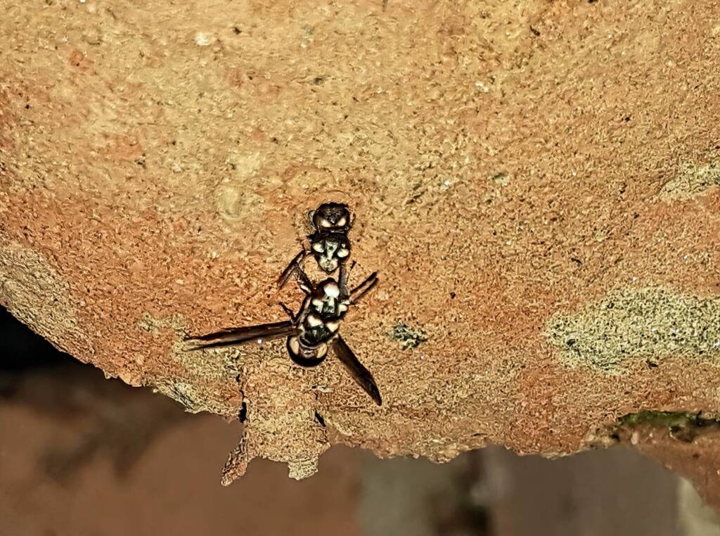 Eumeninae sp, Alice Springs, NT
