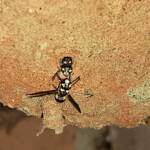 Eumeninae sp, Alice Springs, NT