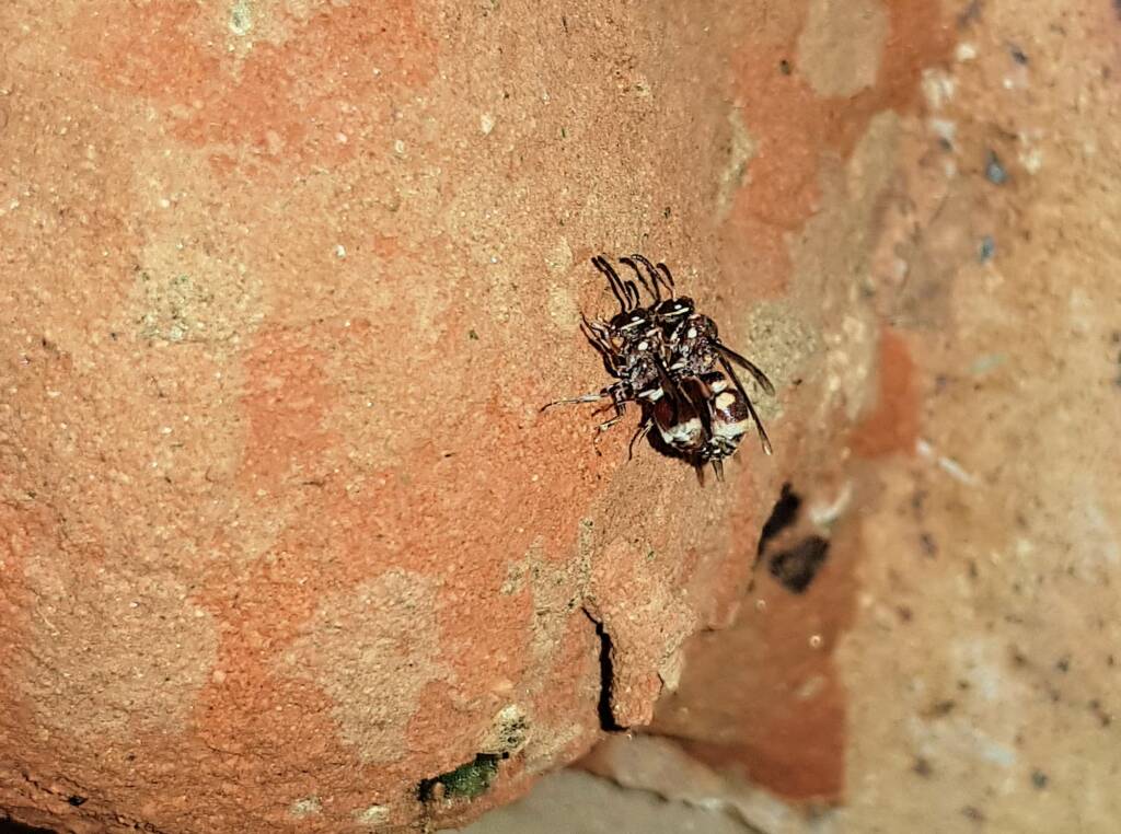 Eumeninae sp, Alice Springs, NT