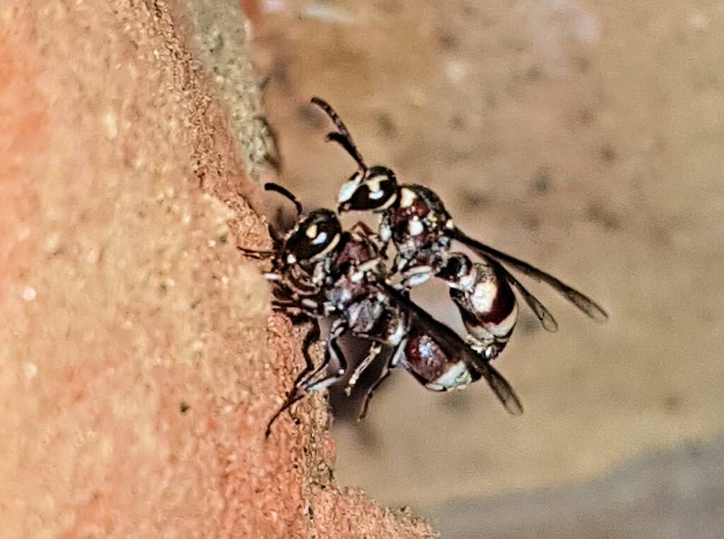Eumeninae sp, Alice Springs, NT