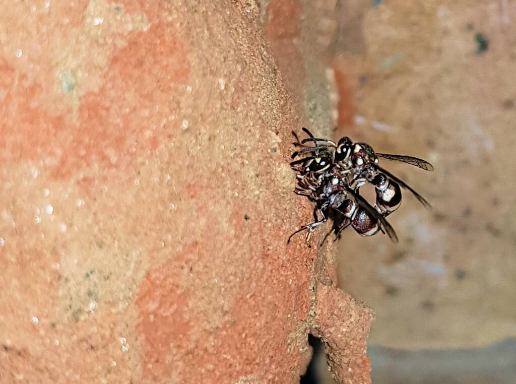 Eumeninae sp, Alice Springs, NT