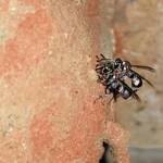 Eumeninae sp, Alice Springs, NT