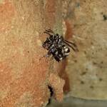 Eumeninae sp, Alice Springs, NT