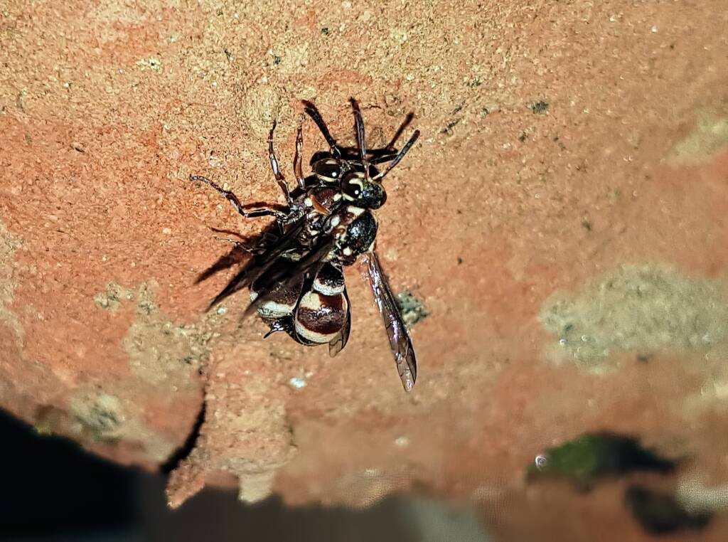 Eumeninae sp, Alice Springs, NT