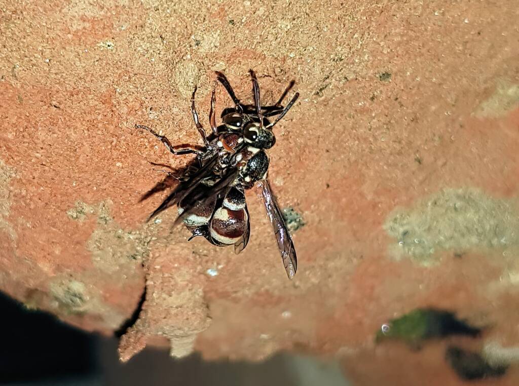 Eumeninae sp, Alice Springs, NT