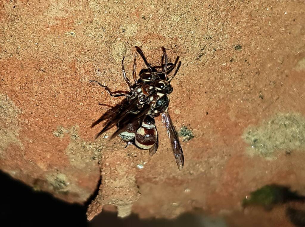 Eumeninae sp, Alice Springs, NT