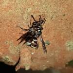 Eumeninae sp, Alice Springs, NT