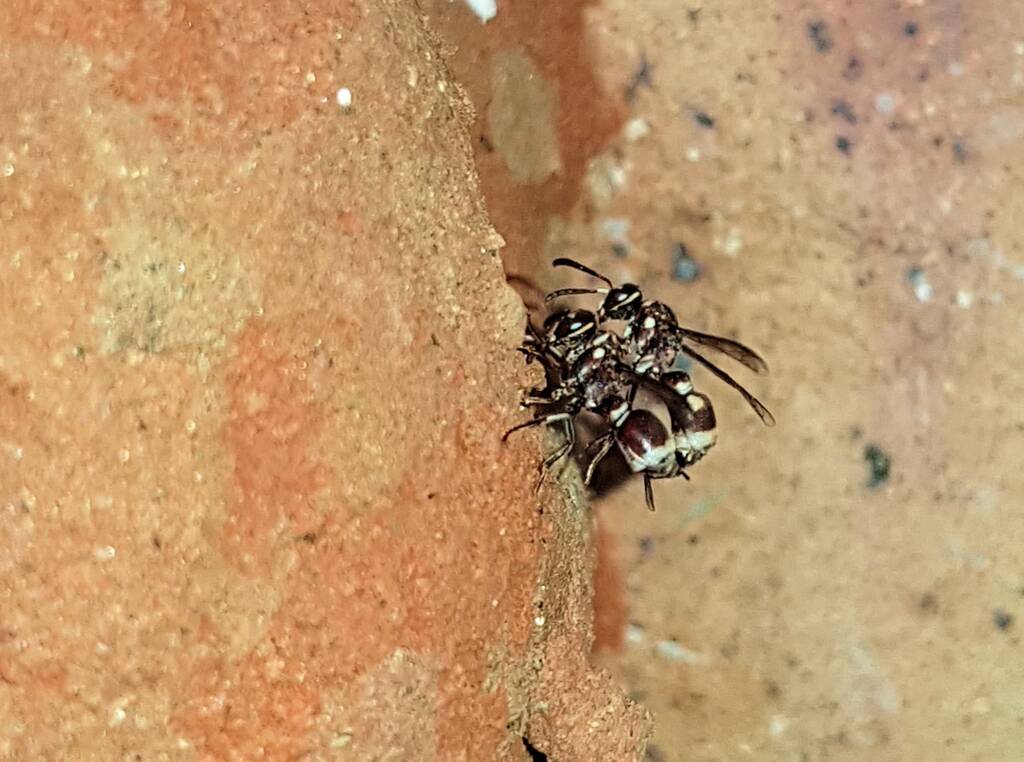 Eumeninae sp, Alice Springs, NT